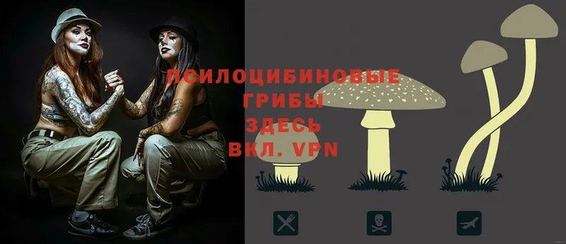 Псилоцибиновые грибы Psilocybe  Ворсма 